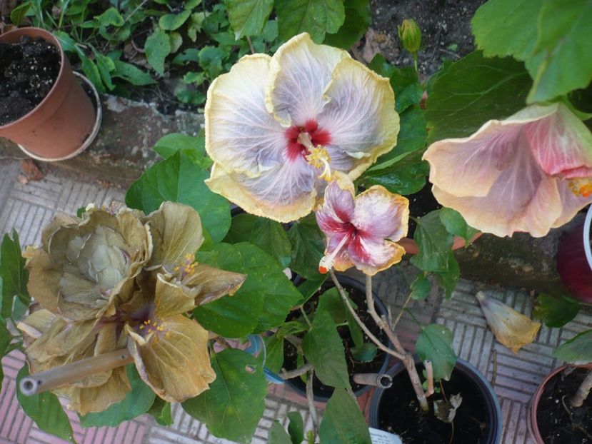 P1390656 - HIBISCUSI 2018-3