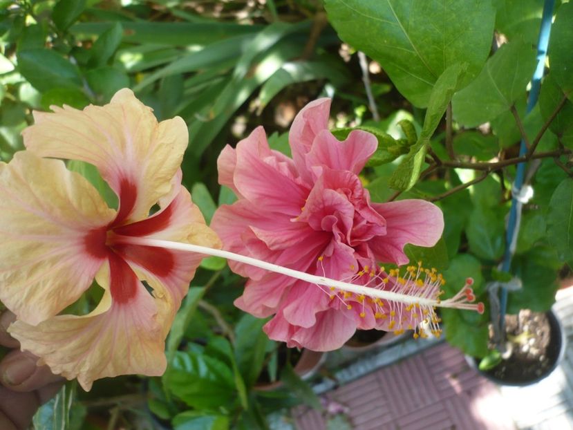 P1390659 - HIBISCUSI 2018-3