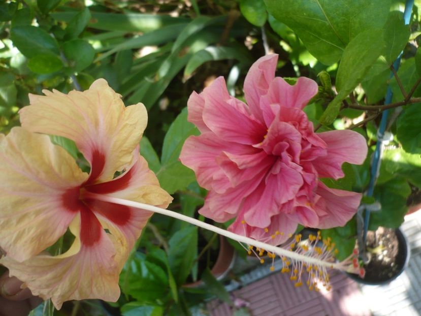 P1390660 - HIBISCUSI 2018-3