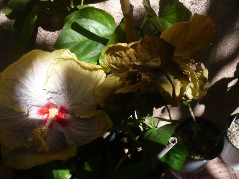 P1390661 - HIBISCUSI 2018-3