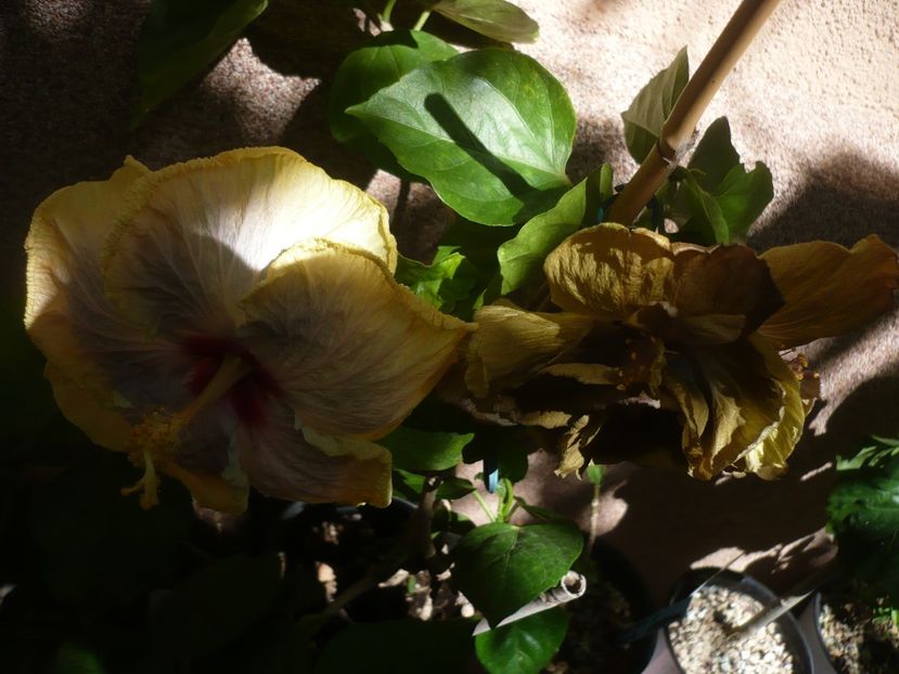 P1390662 - HIBISCUSI 2018-3