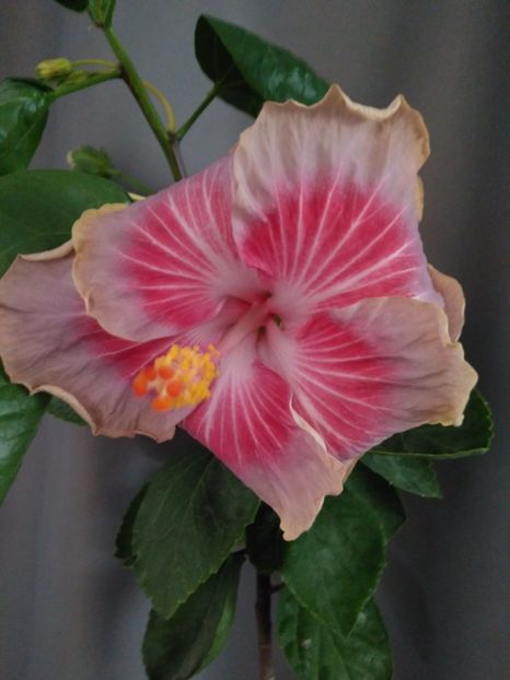  - HIBISCUS TROPICAL