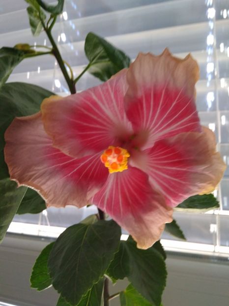  - HIBISCUS TROPICAL