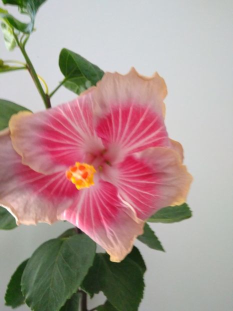  - HIBISCUS TROPICAL