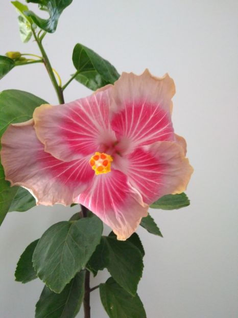  - HIBISCUS TROPICAL