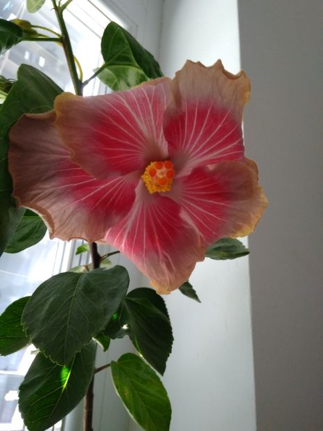  - HIBISCUS TROPICAL