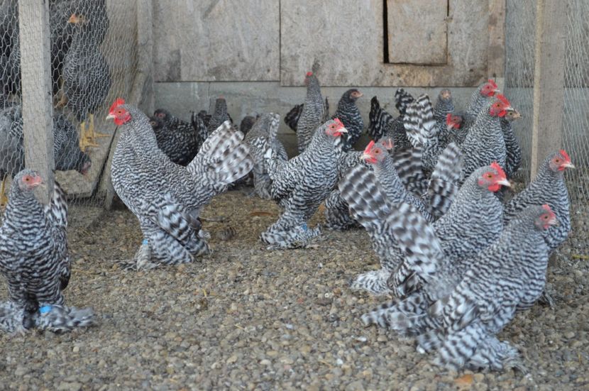  - b Mii de flori barat