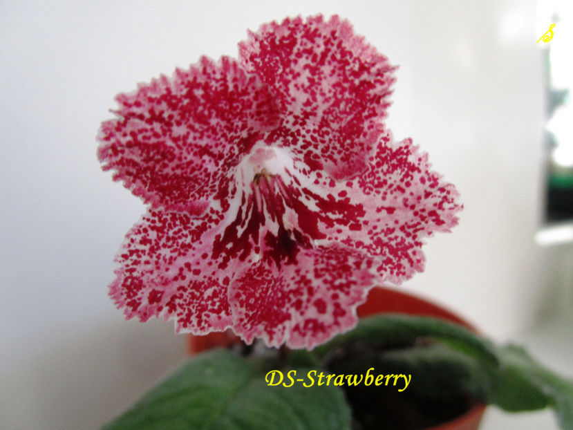 DS-Strawberry(18-08-2018) - Streptocarpusi 2018