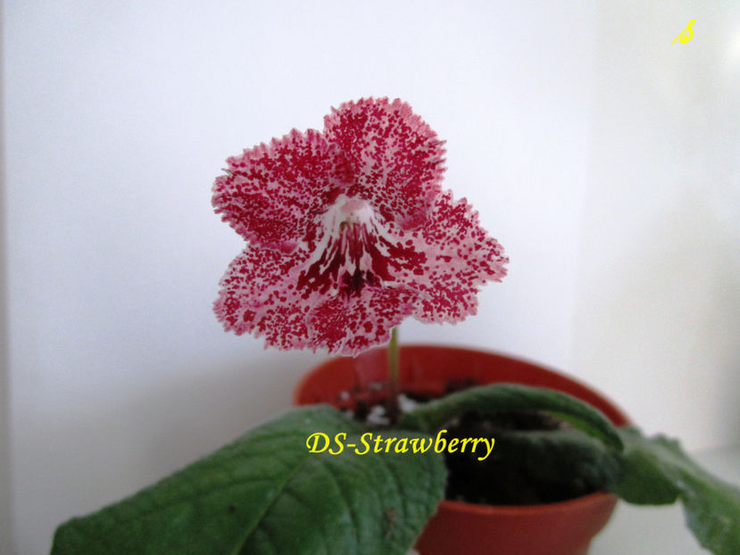 DS-Strawberry'(18-08-2018) - Streptocarpusi 2018