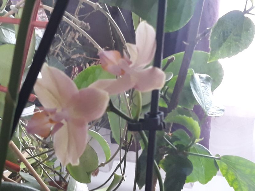 18.08.2018 - Phalaenopsis