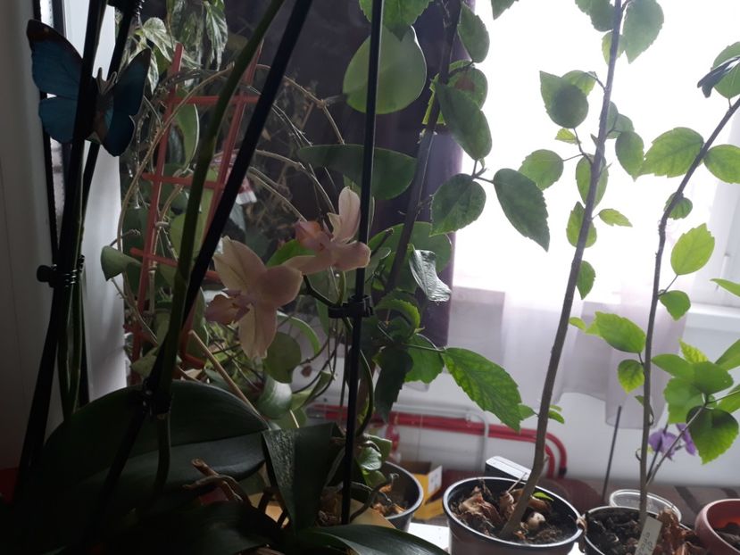 18.08.2018 - Phalaenopsis