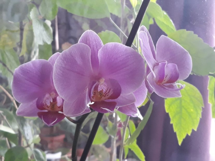 18.08.2018 - Phalaenopsis