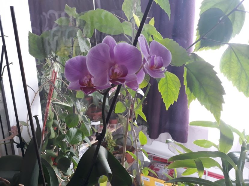 18.08.2018 - Phalaenopsis