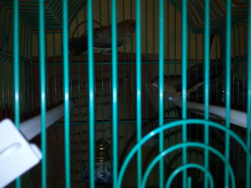  - Cioc argintiu - Silverbill