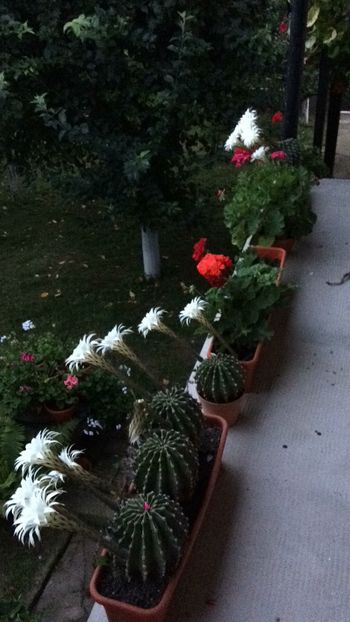 D5B12275-31F8-4FC1-A714-6E0407AA7B95 - flori 2018