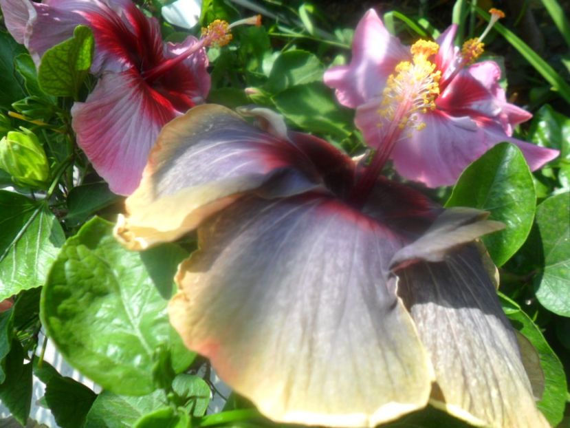  - Hibiscusi 2018 5