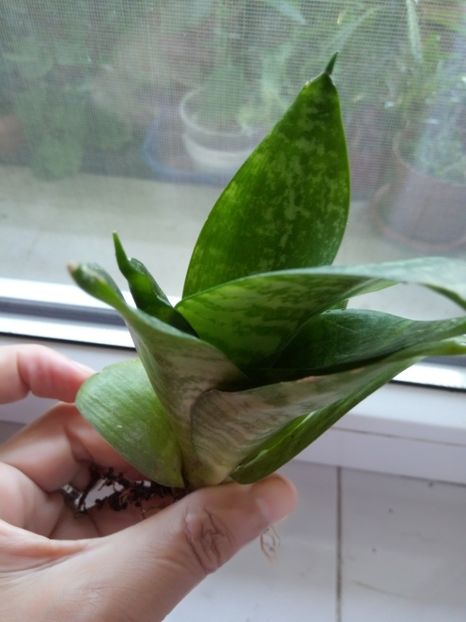 6lei - ianuarie 2019