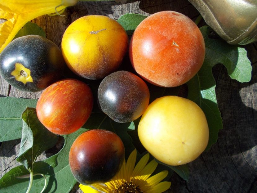  - SEMINTE ROSII CU PUF - FUZZY WUZZY