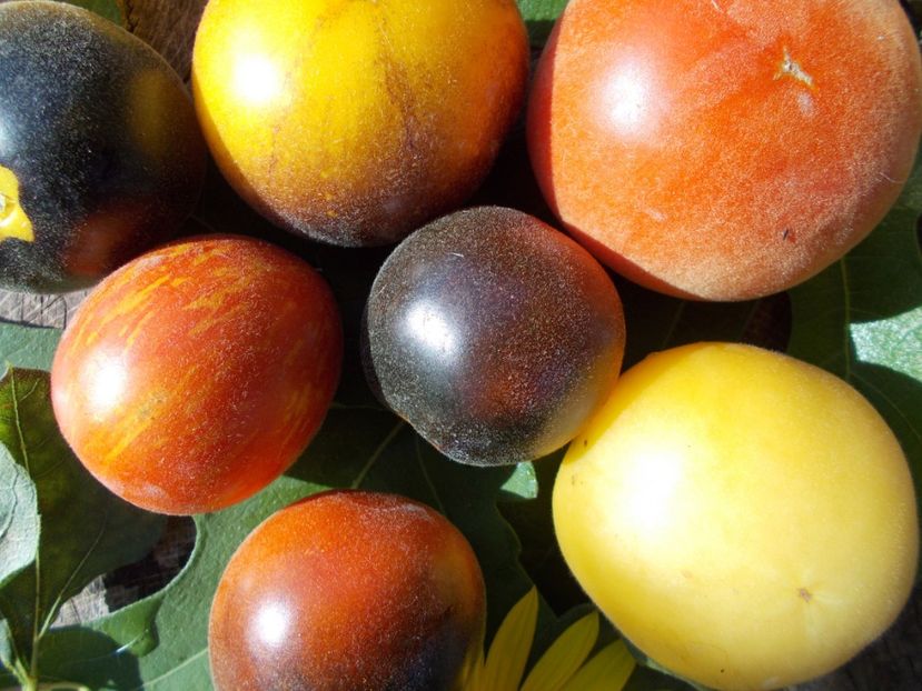  - SEMINTE ROSII CU PUF - WAPSINICON PEACH