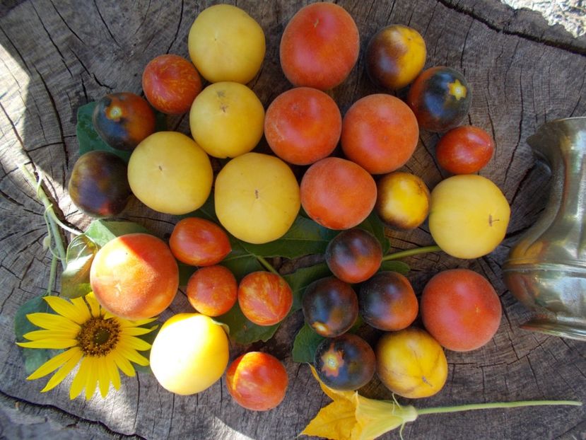  - SEMINTE ROSII CU PUF - WOOLY BLUE JAY