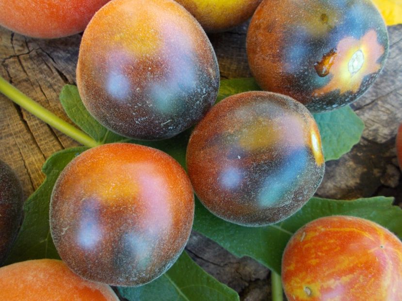  - SEMINTE ROSII CU PUF - WOOLY BLUE JAY