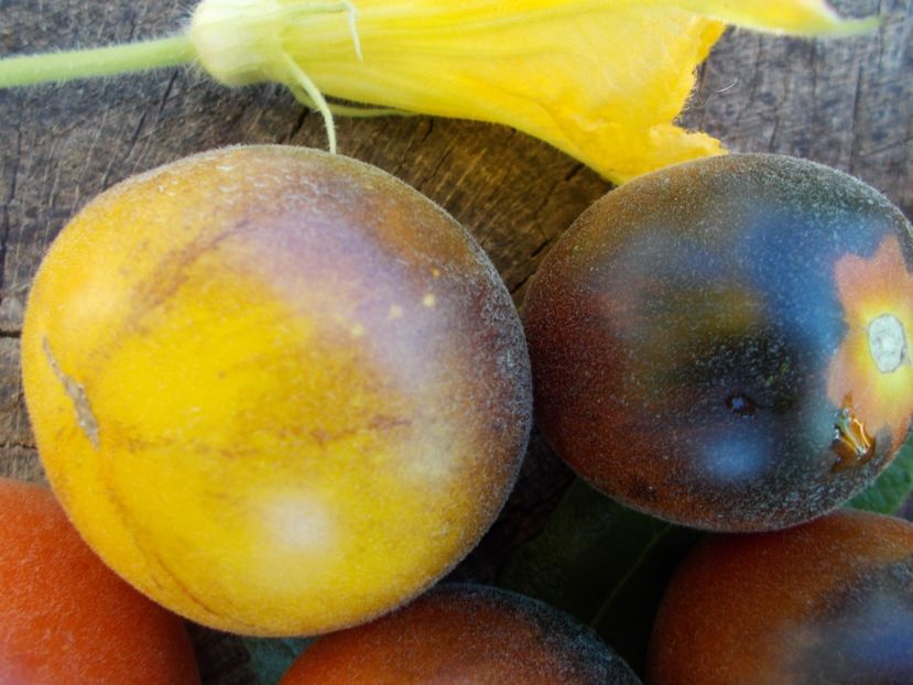  - SEMINTE ROSII CU PUF - WOOLY KATE YELLOW