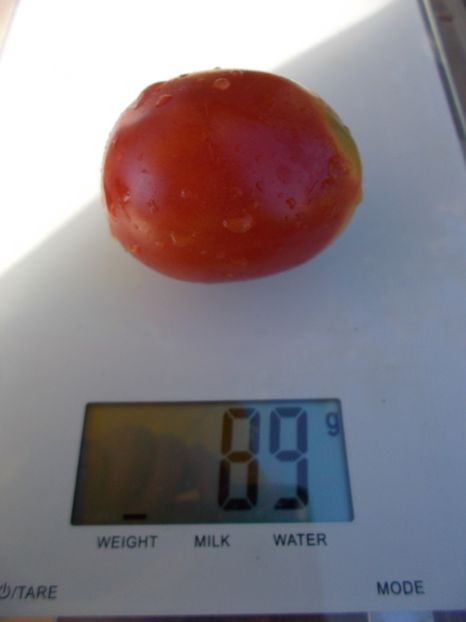  - SEMINTE ROSII - MARCHATSEKAYA TRAUBE