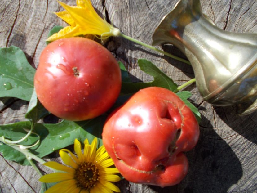  - SEMINTE ROSII - ROZALI