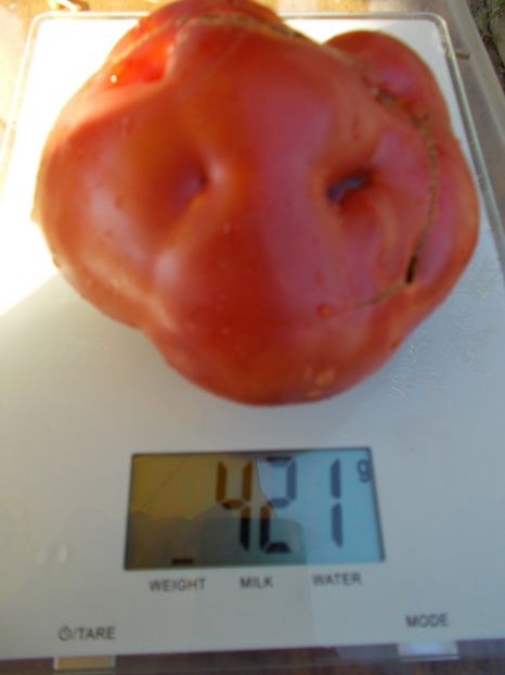  - SEMINTE ROSII - ROZALI