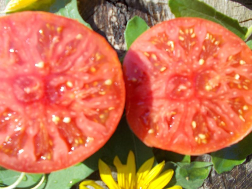  - SEMINTE ROSII - ROZALI