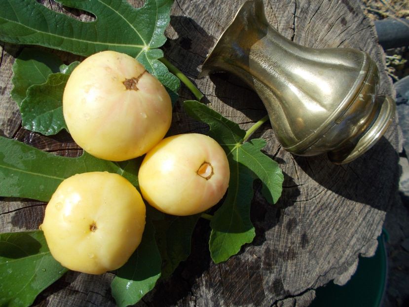  - SEMINTE ROSII - MILCH PERLE