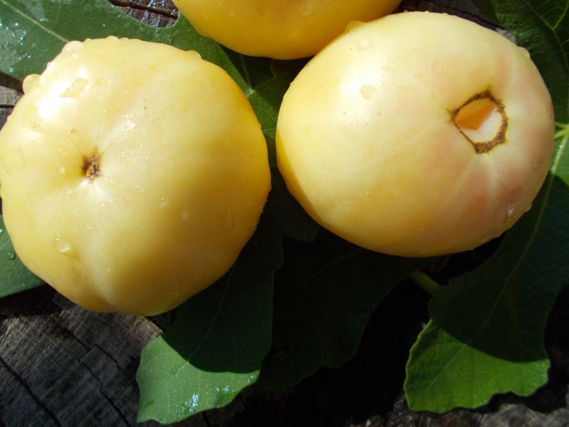  - SEMINTE ROSII - MILCH PERLE