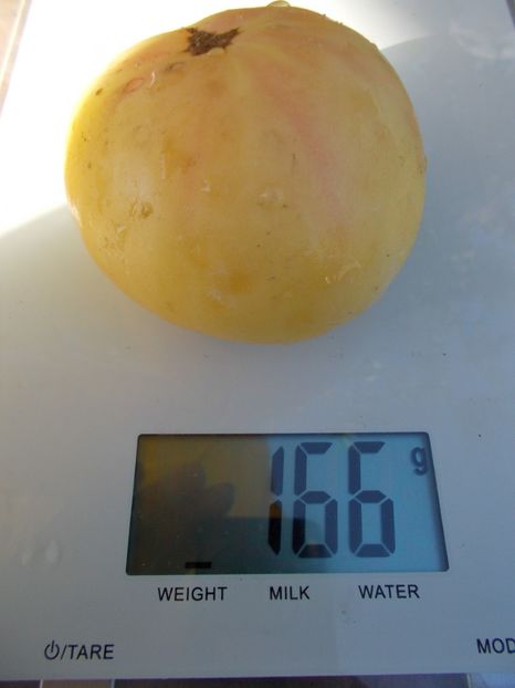  - SEMINTE ROSII - MILCH PERLE