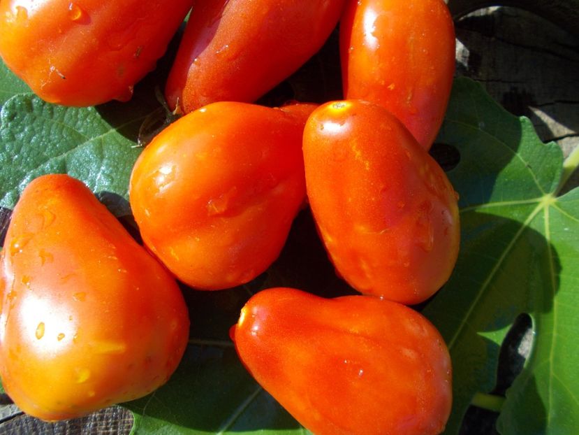  - SEMINTE ROSII - SAN MARZANO