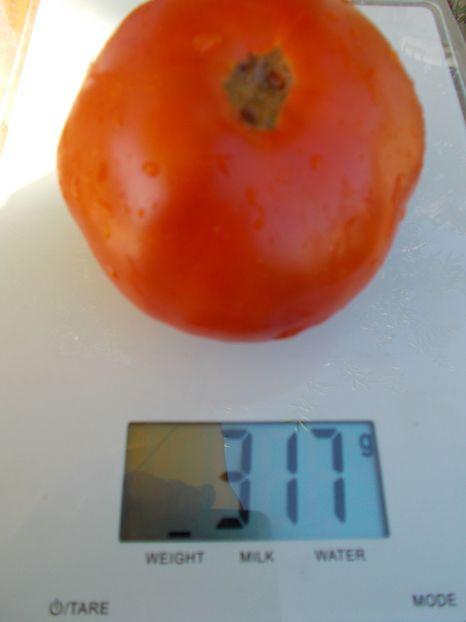  - SEMINTE ROSII - ROYALE DE GUINEAUX