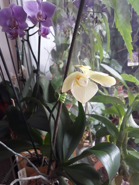 18.08.2018 - Phalaenopsis