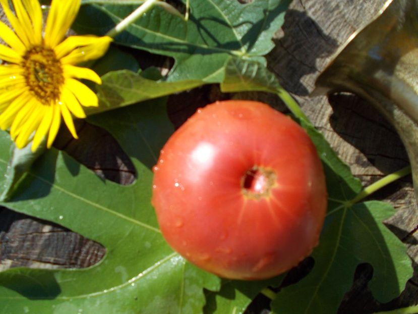  - SEMINTE ROSII - RIESENTOMATE ROT