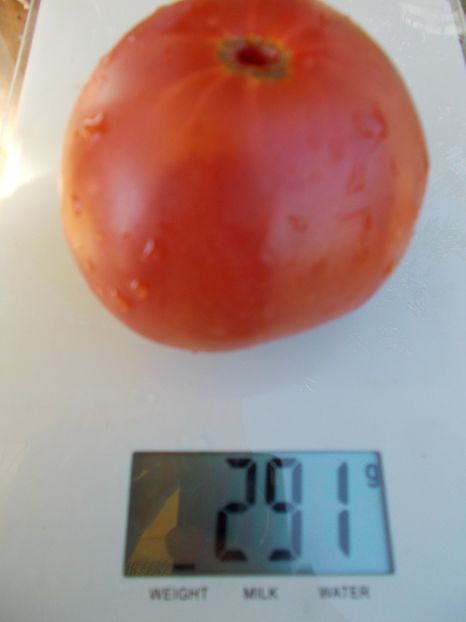  - SEMINTE ROSII - RIESENTOMATE ROT