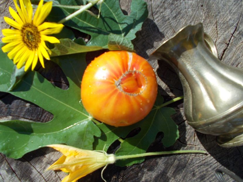  - SEMINTE ROSII - STRIPED GERMAN