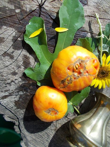  - SEMINTE ROSII - BIG RAINBOW