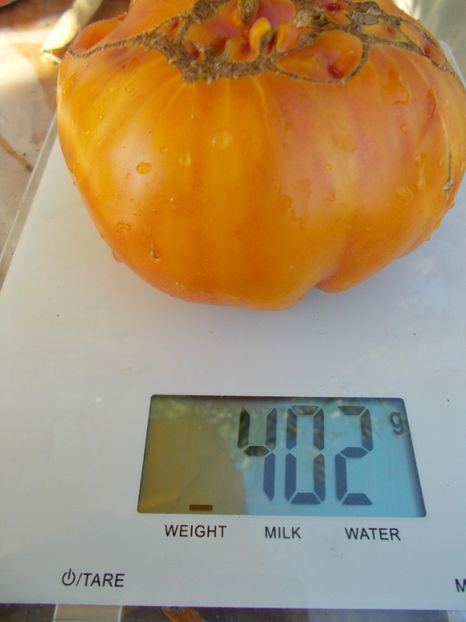  - SEMINTE ROSII - BIG RAINBOW