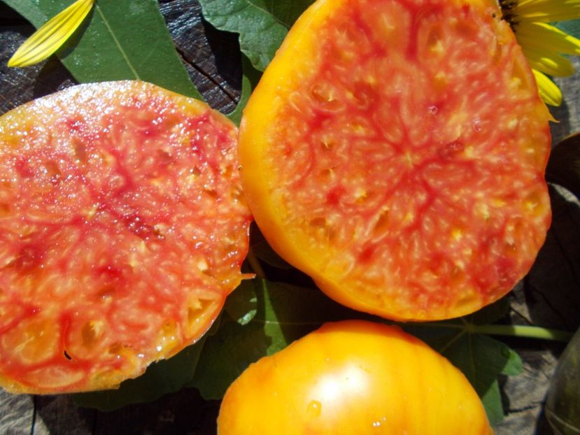  - SEMINTE ROSII - BIG RAINBOW