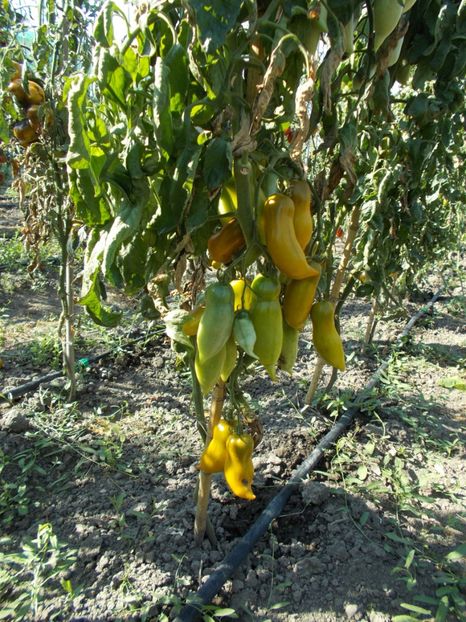  - SEMINTE ROSII - ZALAIS PIPARTOMATS