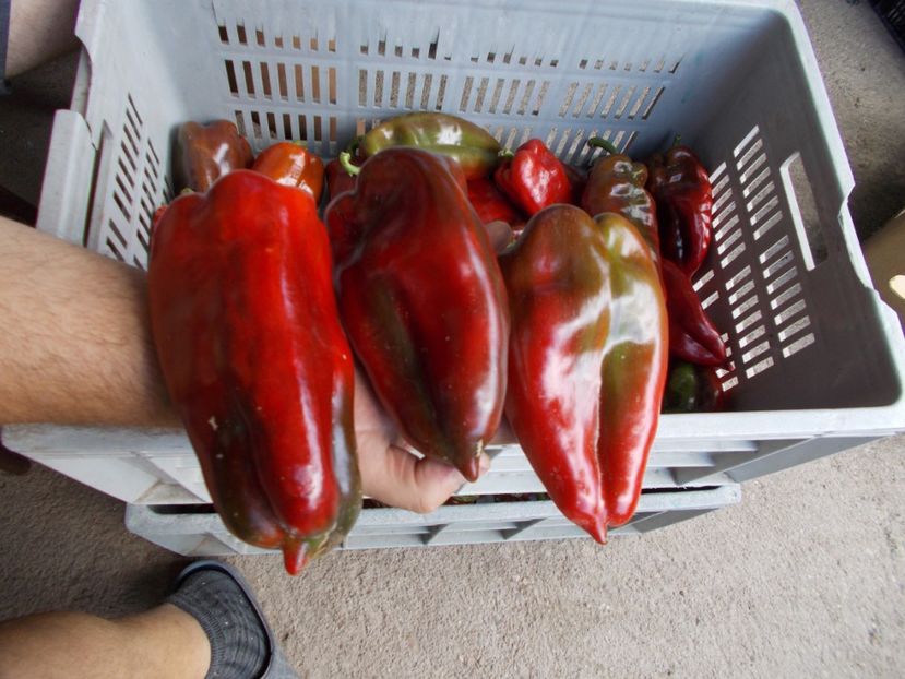  - SEMINTE ARDEI - A 02 CAPIA URECHE DE ELEFANT