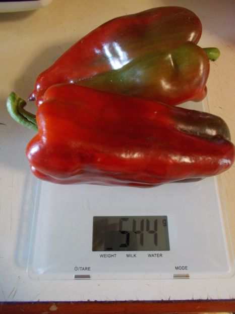  - SEMINTE ARDEI - A 02 CAPIA URECHE DE ELEFANT