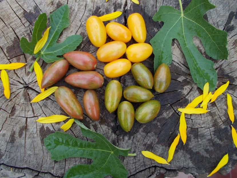 Blush, Lucky Tiger, Purple Smaragd - SEMINTE ROSII - PURPLE SMARAGD