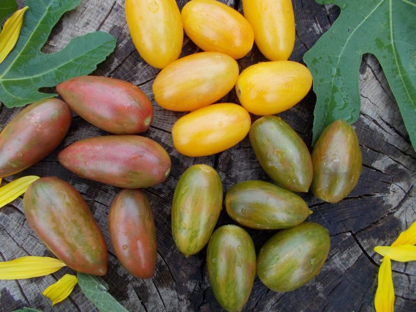  - SEMINTE ROSII - PURPLE SMARAGD