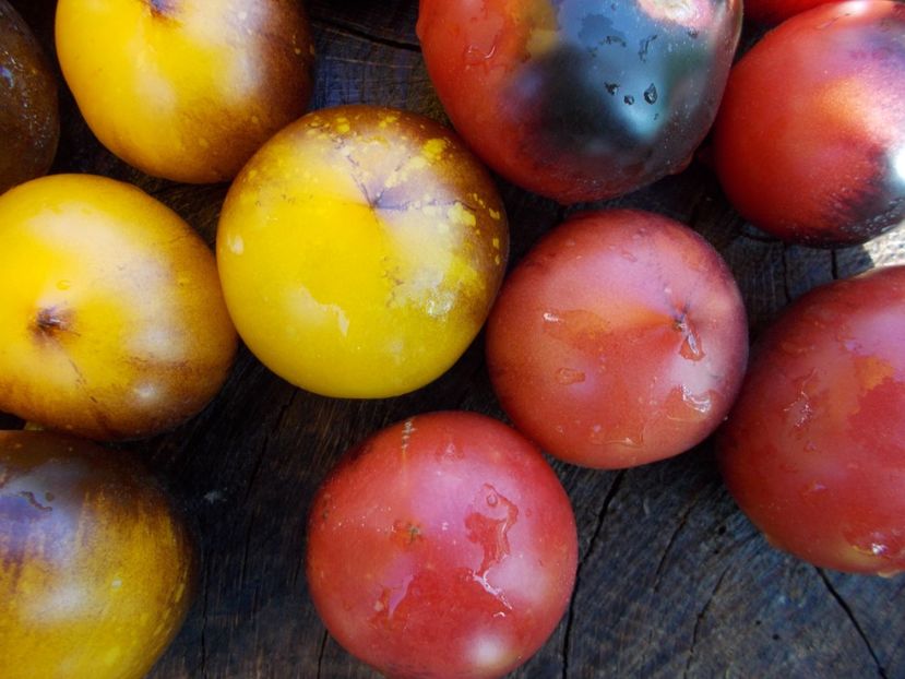  - SEMINTE ROSII - H 34-GELBE