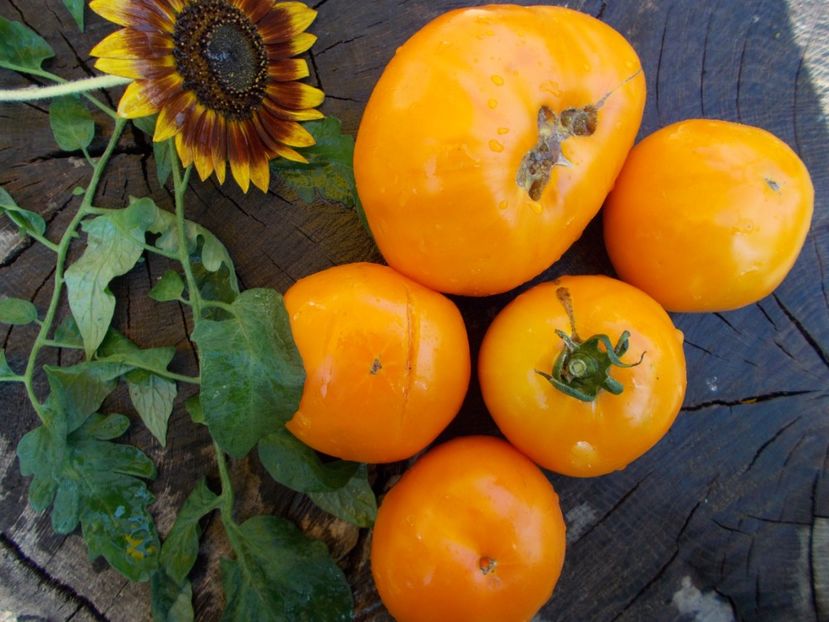  - SEMINTE ROSII - GOLDEN JUBILEE