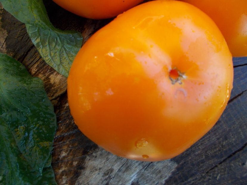  - SEMINTE ROSII - GOLDEN JUBILEE